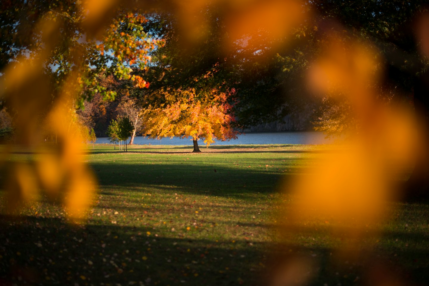 An autumn tree with orange leaves stands near a pond.