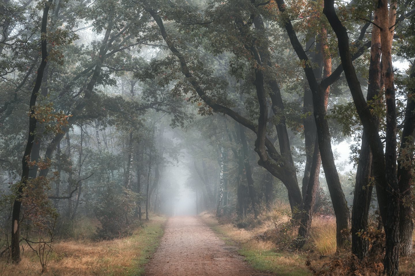 A misty forest path winds between tall, dark-trunked trees.